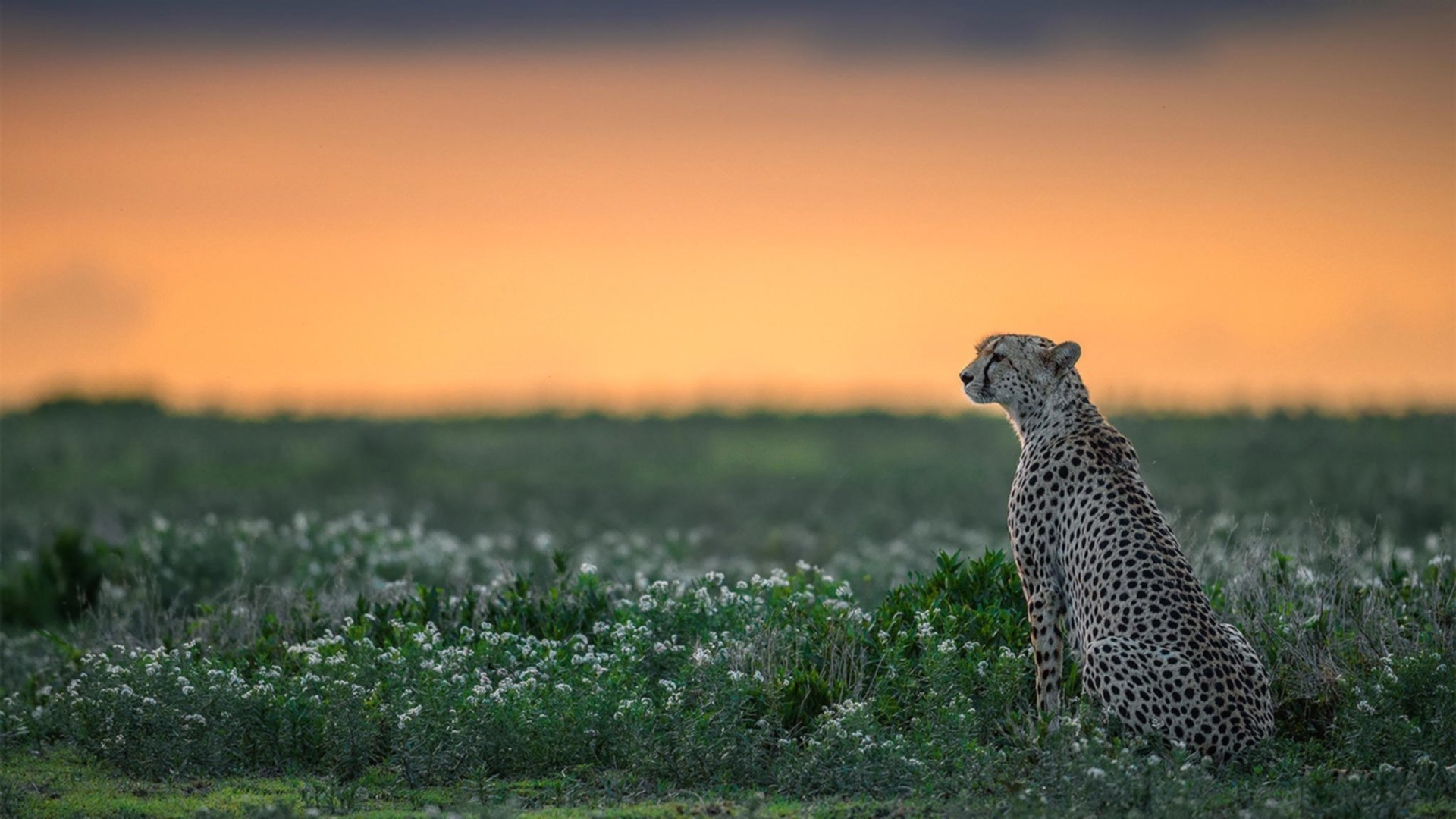 尼日利亚对阵法国，伊布火热状态下的足球风云