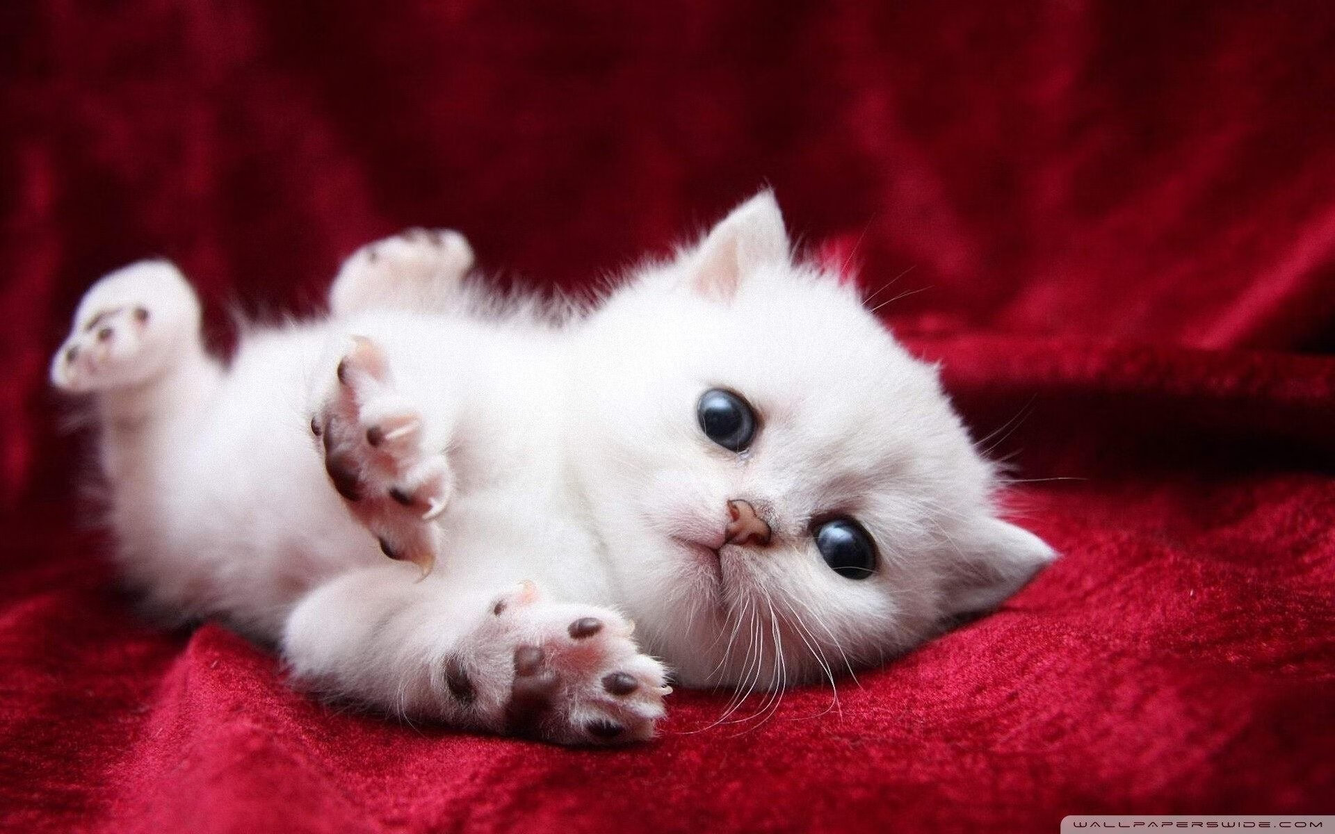 神性与血性，当德里赫特的优雅遇见马里的决绝，防线铸就的胜利史诗