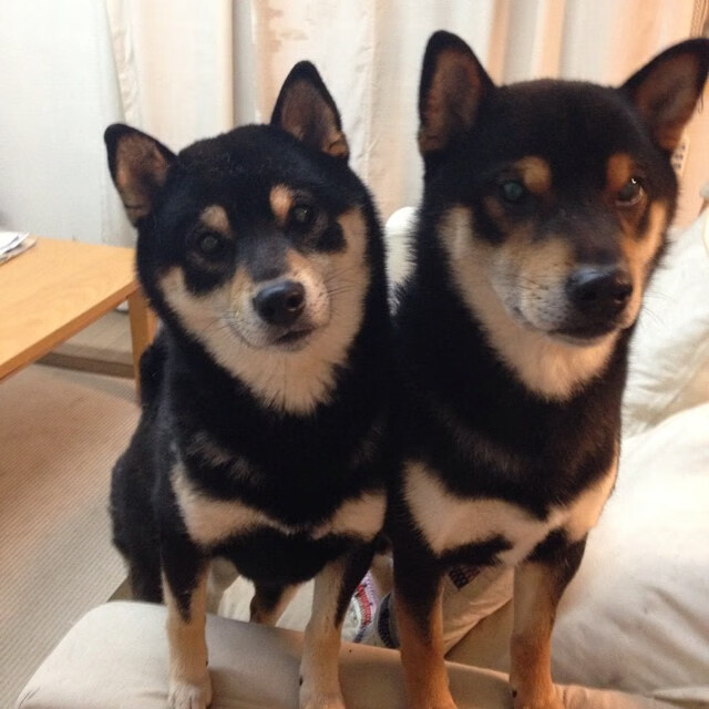 从23分落后到终场逆袭,恩比德如何用节奏暴力为浙江队注入翻盘基因?