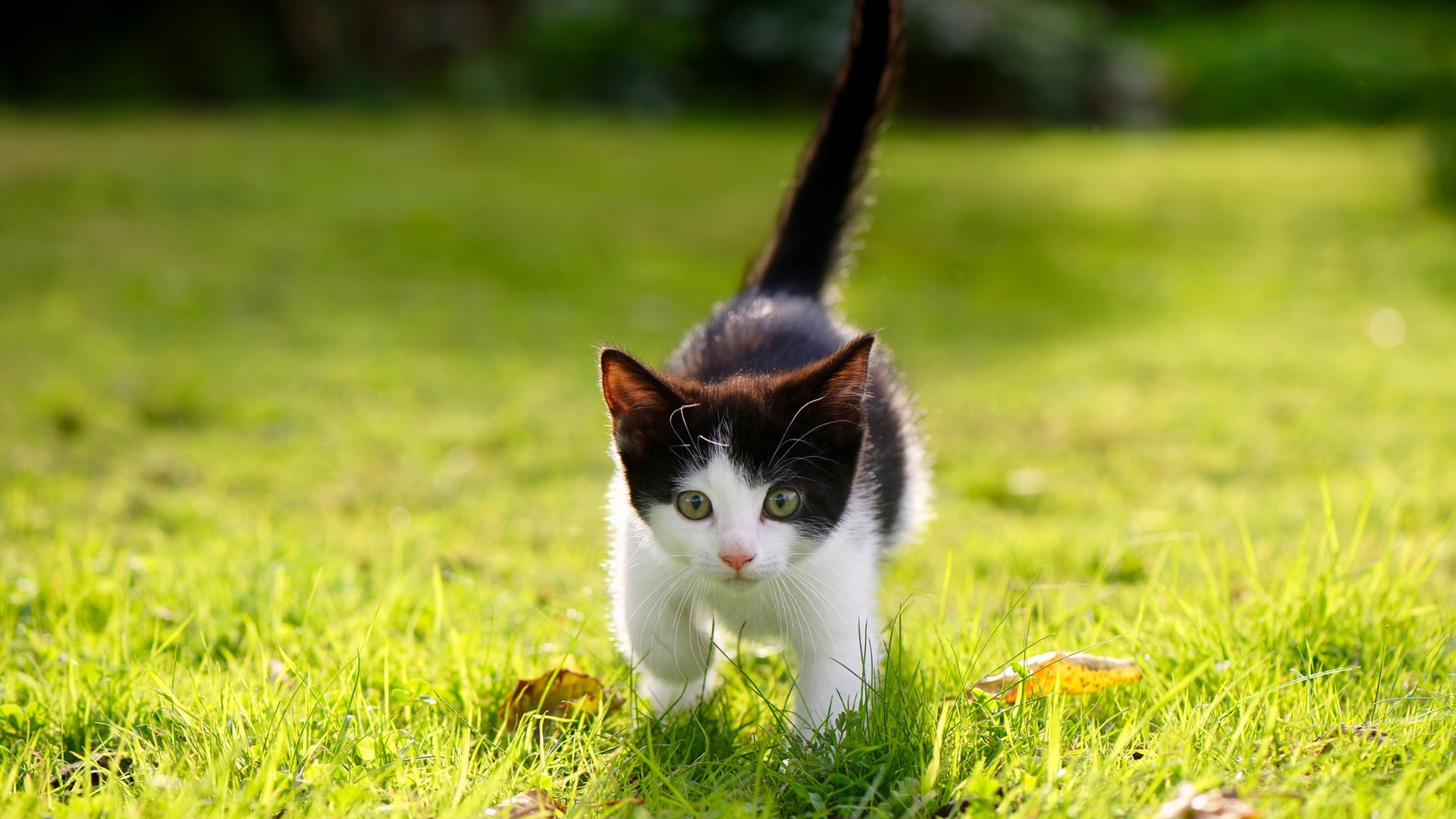 绿茵场与荣耀时刻,毕尔巴鄂踏平爱尔兰,巴斯托尼抢七主宰传奇