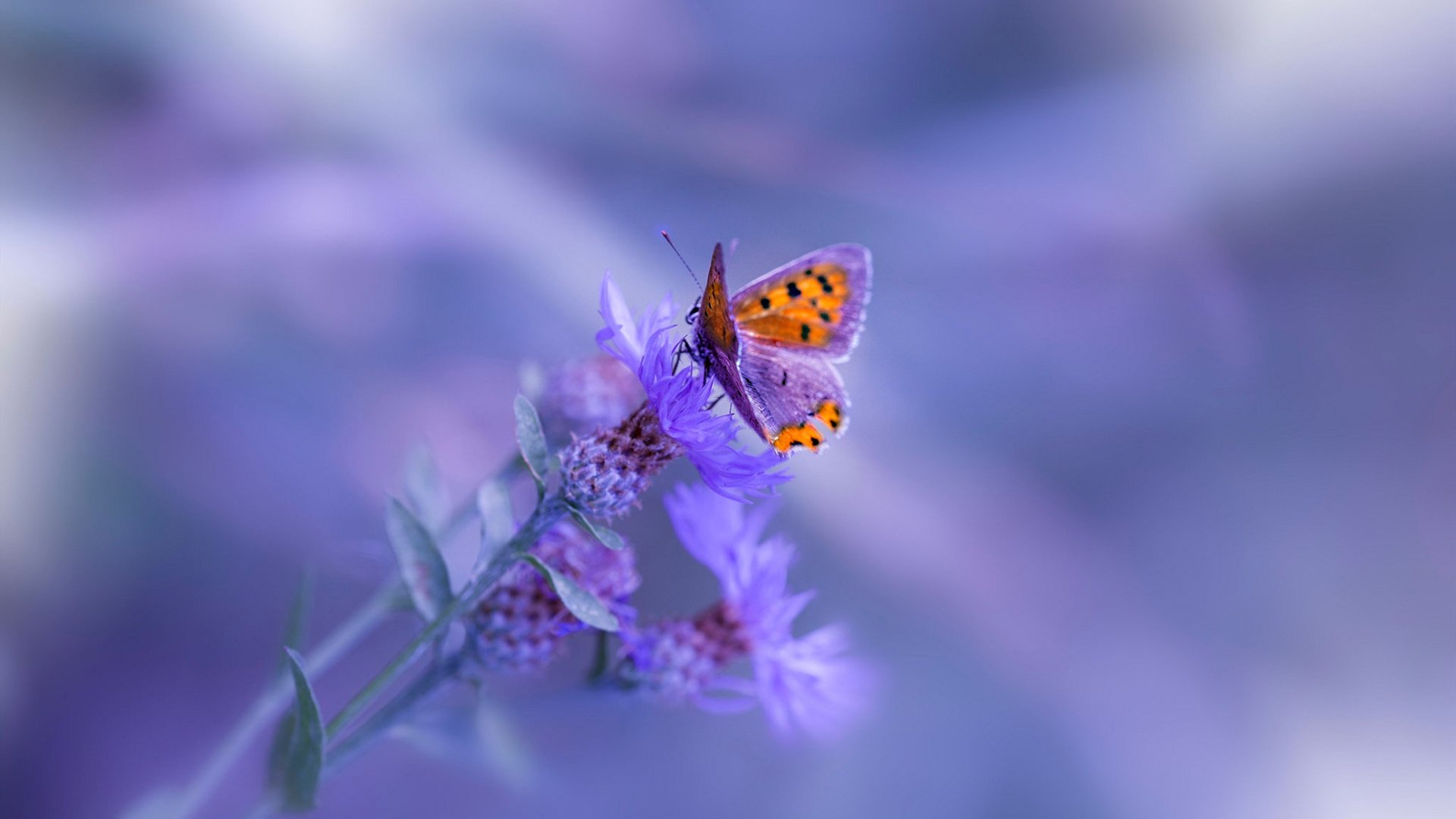 开拓的刃与王的冠,当收割与接管成为体育的永恒叙事