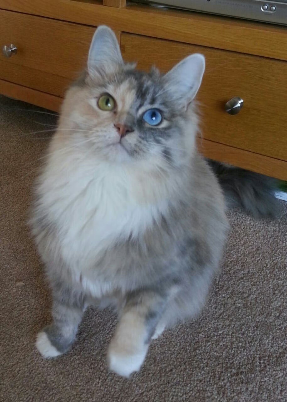 德甲争冠战之夜,一位枪手如何在安联球场改写了命运