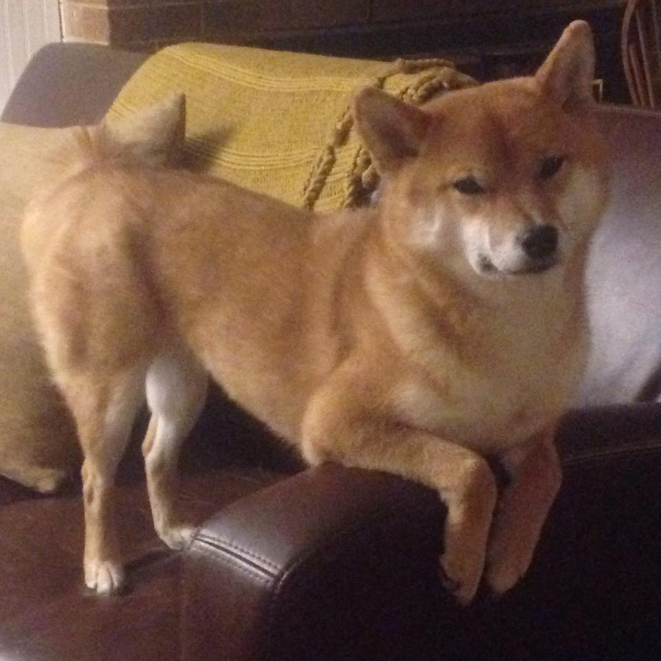 克莱·汤普森独木逆流,活塞众志成城逼出关键先生本色