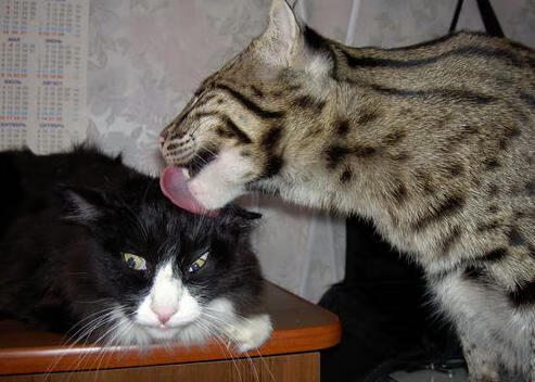 哈利伯顿爆发独木难支，独行侠多点开花撕裂快船晋级之门