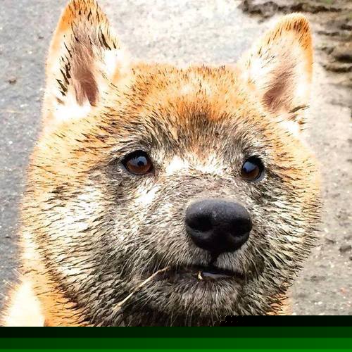 勇士加时险胜！关键先生竟是伦纳德