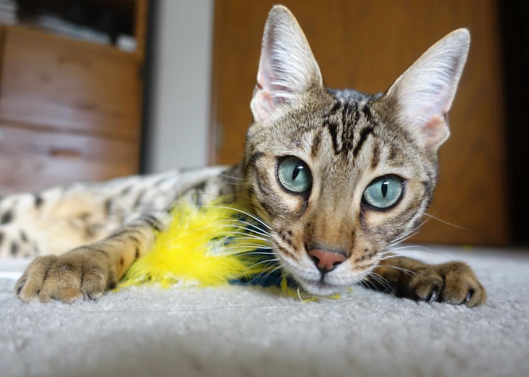 开云体育入口-攻防的艺术，勒防转换枢纽